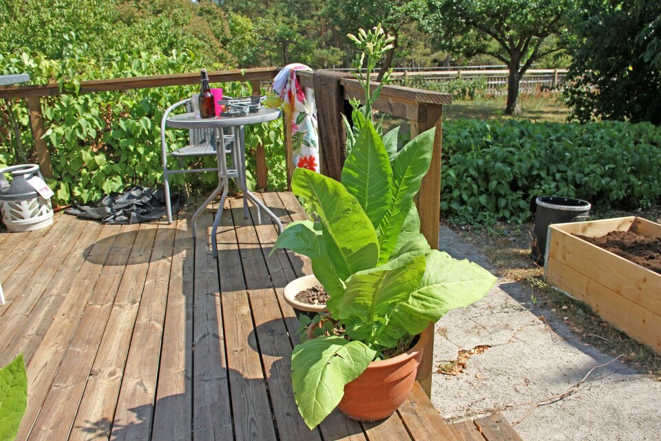 Tobaksplantorna gör sig även som altandekoration.