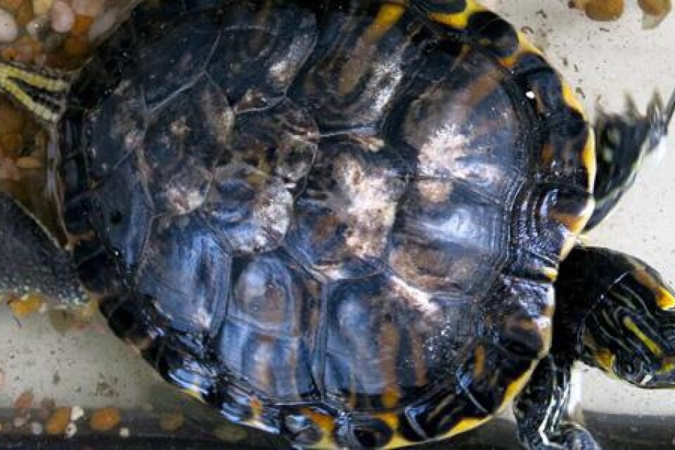 Sköldpaddan Uno är tillbaka hemma i Kallinge igen efter sin rymning och övernattningen på polishuset.
