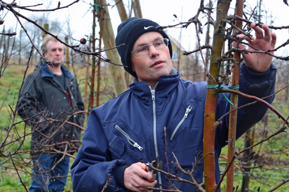 Johan Nilsson och Calle Andersson, i bakgrunden, fick fruktodlarföreningens pris 2018. Spaljéodlingen har underlättat för duon, men träden kräver fortfarande skötsel i princip året runt.
