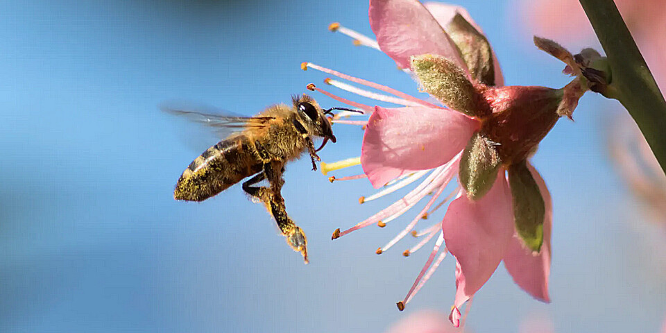 Förutom nationella, statliga projekt har Naturskyddsföreningen under ett par år arbetat med projektet ”Operation: Rädda bina” där olika satsningar pågår.