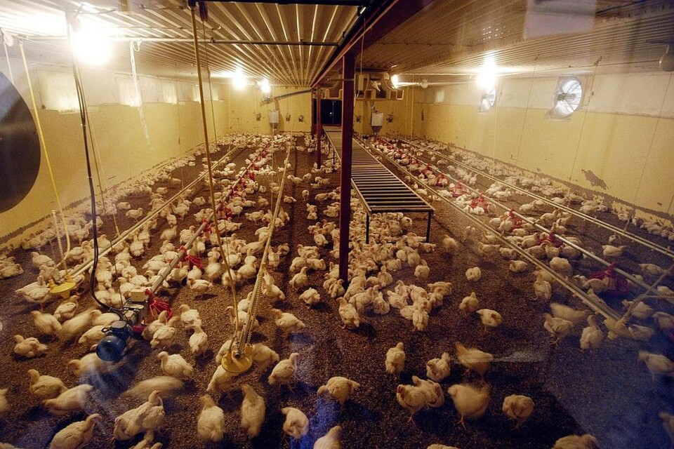 ”Kycklingar är de djur som är allra flest, och förmodligen också de som har det allra sämst,” skriver Djurens rätt i Karlskrona. Foto: Stefan Lindblom / SCANPIX