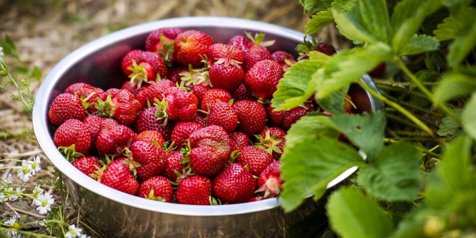 Ont om närodlade jordgubbar till midsommar: ”Håller stängt”