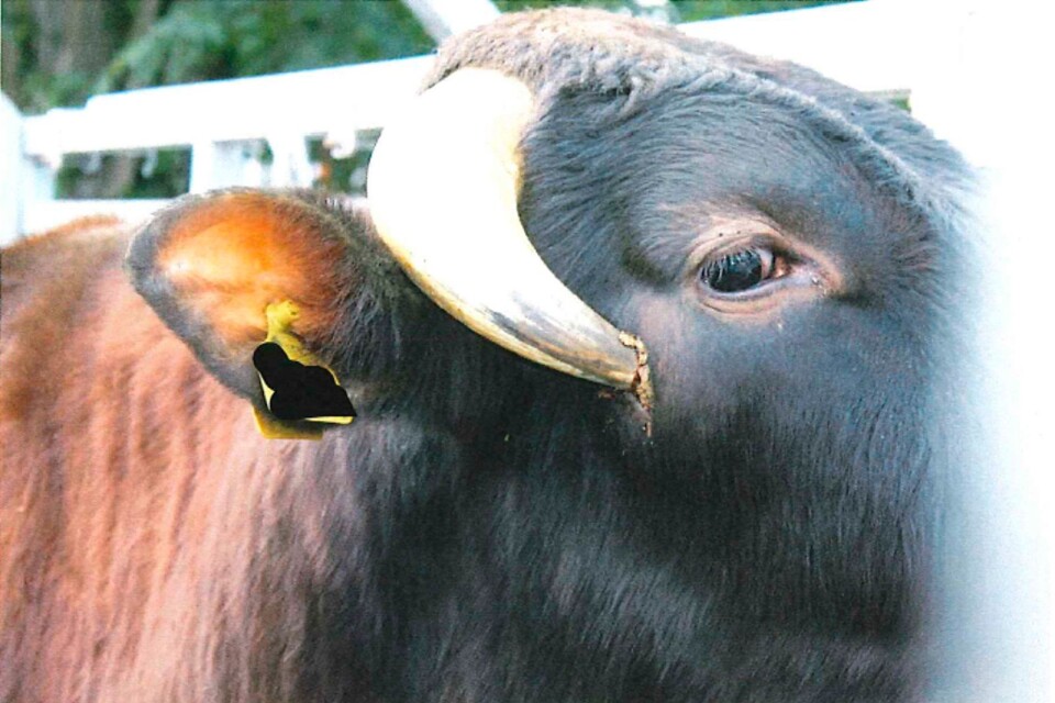 Ett av djuren plågades av ett horn som växt tre centimeter in i huvudet, det skavde mot skallbenet.