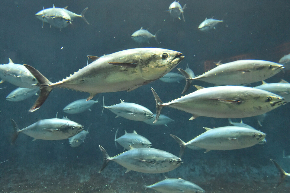Blåfenad tonfisk kan bli upp till 3 meter lång och väga 500 kilo. Arkivbild.
