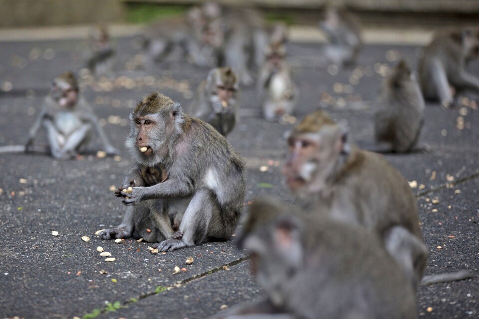 Hungriga makaker i den lilla byn Sangeh på Bali, dit de begett sig i jakt på mat.