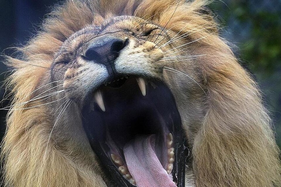 Polisen fick skjuta ihjäl de båda lejonen för att komma åt ägarens kropp. Arkivbild på ett annat lejon.