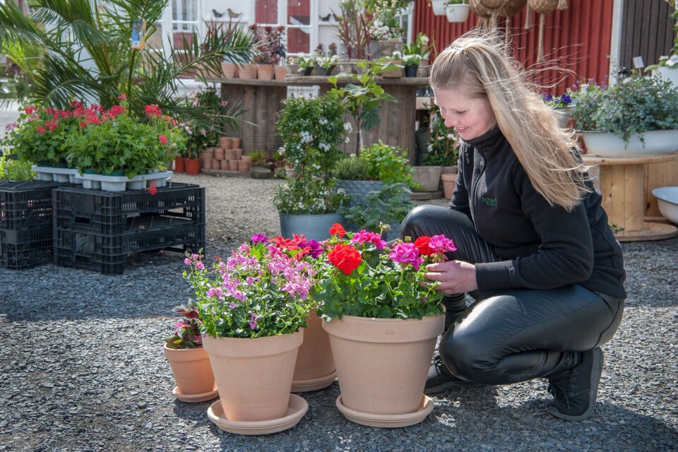 Carolina Håkansson på Kyrkhultsblomman ger råd om vilka blommor och växter du ska satsa på.