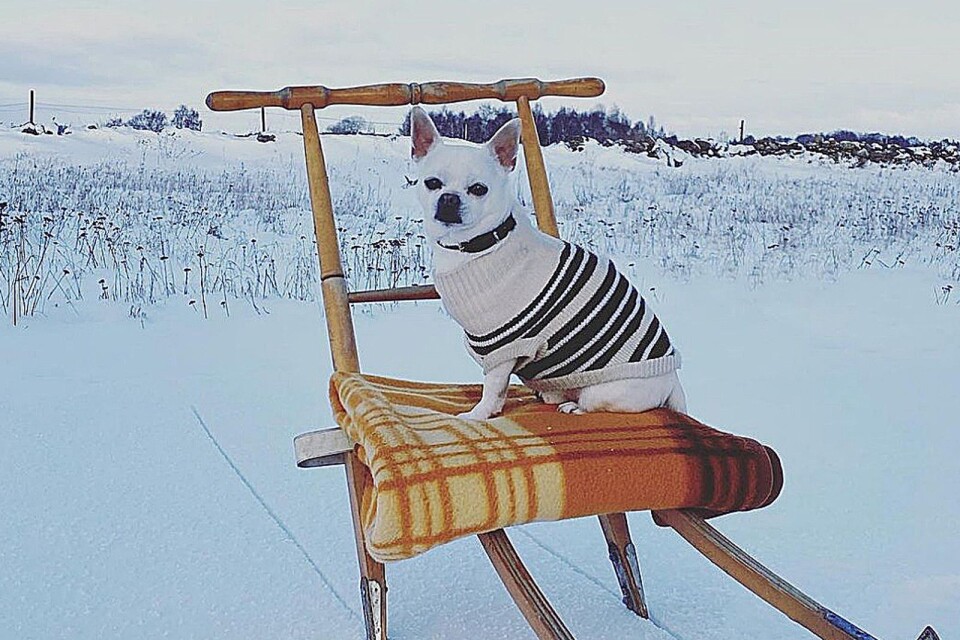 Chihuahua i vinterkläder. #snö #spark #vinter #chihuahua