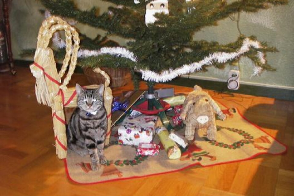 Vår katt misans nya favoritplats, under granen med sina vänner julbocken och julgrisen.