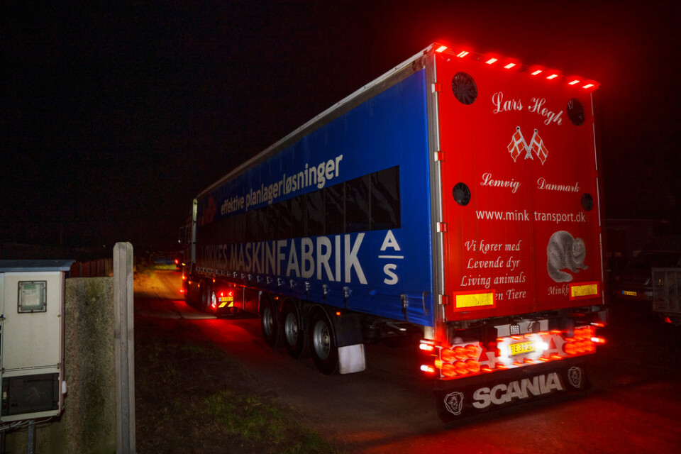 De första minkarna har anlänt med en djurtransport till en minkfarm i Thyholm på Nordjylland.