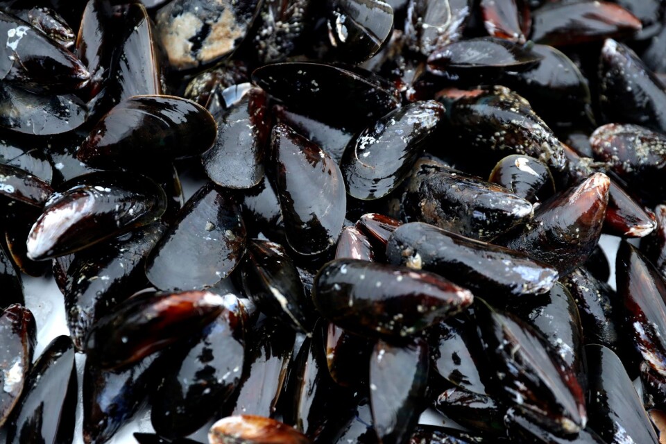 Ny studie visar att införandet av musselodlingar sänker kostnaderna. (Arkivbild)