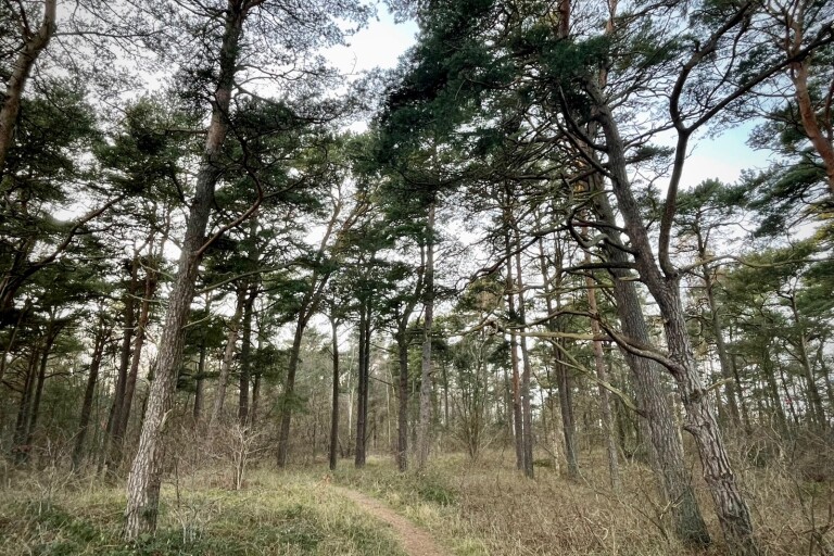Sveaskog: Olycklig start på skogsförsäljningen