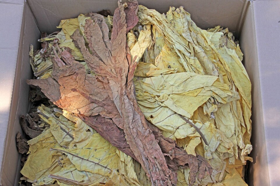 De färdigtorkade tobaksbladen lagras i pappkartonger.