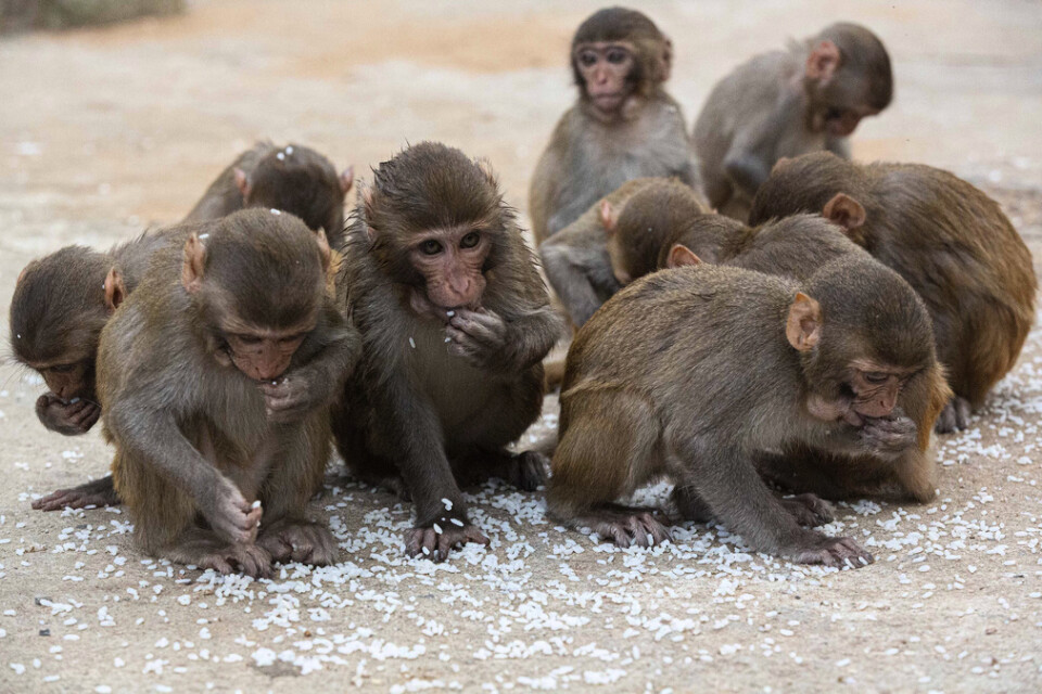 Klåfingriga apor har stulit blodprover i Indien. De på bilden är dock inte inblandade.