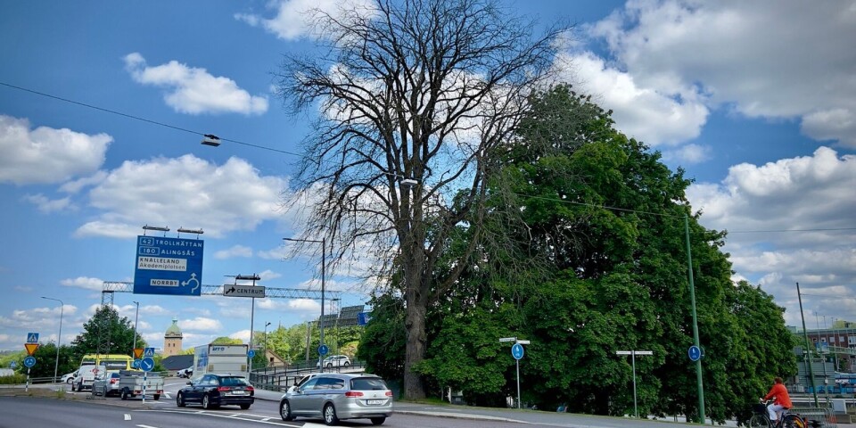 KLART: Stort träd i Borås ska fällas – vaccinet har inte fungerat