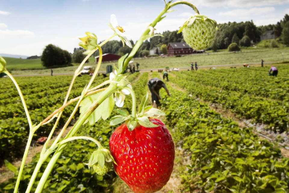Priset på jordgubbar kan skjuta i höjden till midsommar, enligt Sylve Björkman vd på Ransäter Invest, en råvaruleverantör av skogsbär. Arkivbild.