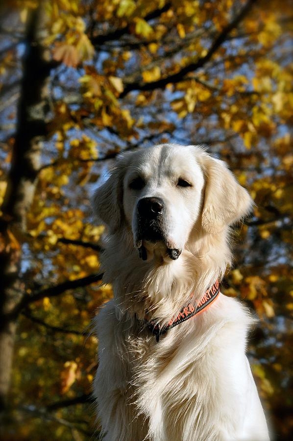 Hunden Wilgote är ute och njuter av hösten. Foto: Dan Lilja