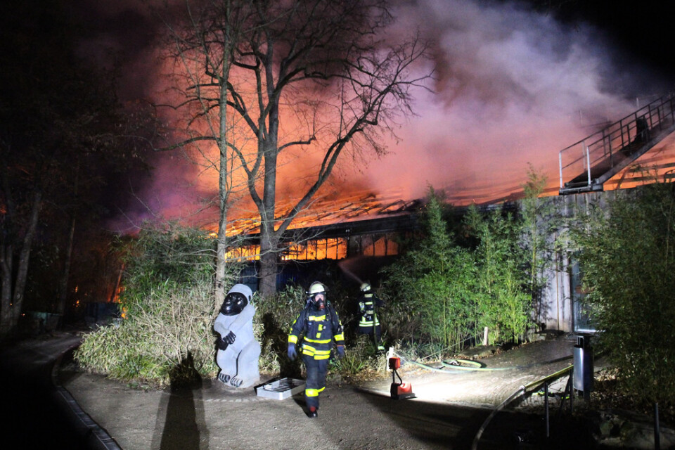 Brandmän framför det brinnande aphuset på Krefeld zoo. Arkivbild
