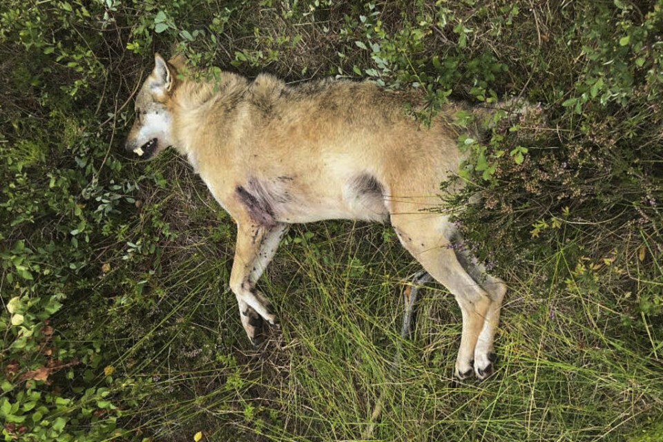 Vargen som kallades snapphanen blev skjuten av en jägare som trodde att det var en räv han sköt. Arkivbild.