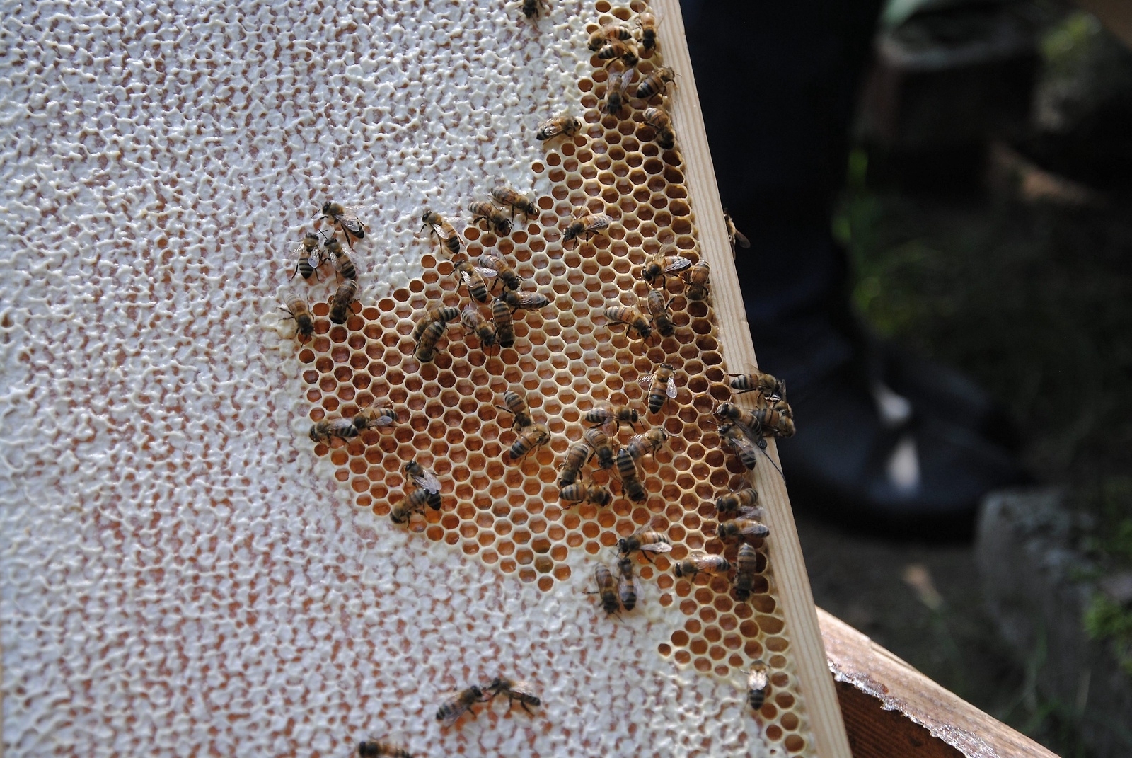 Två gånger om året slungar man honung. Vanligtvis brukar bina i Osby ge 30 kilo honung per gång.