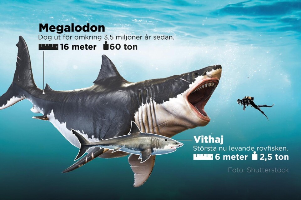 Rekonstruktion av megalodon tillsammans med den största nu levande rovfisken, vithajen. Megalodon var kanske det största rovdjuret som någonsin har levt på jorden.