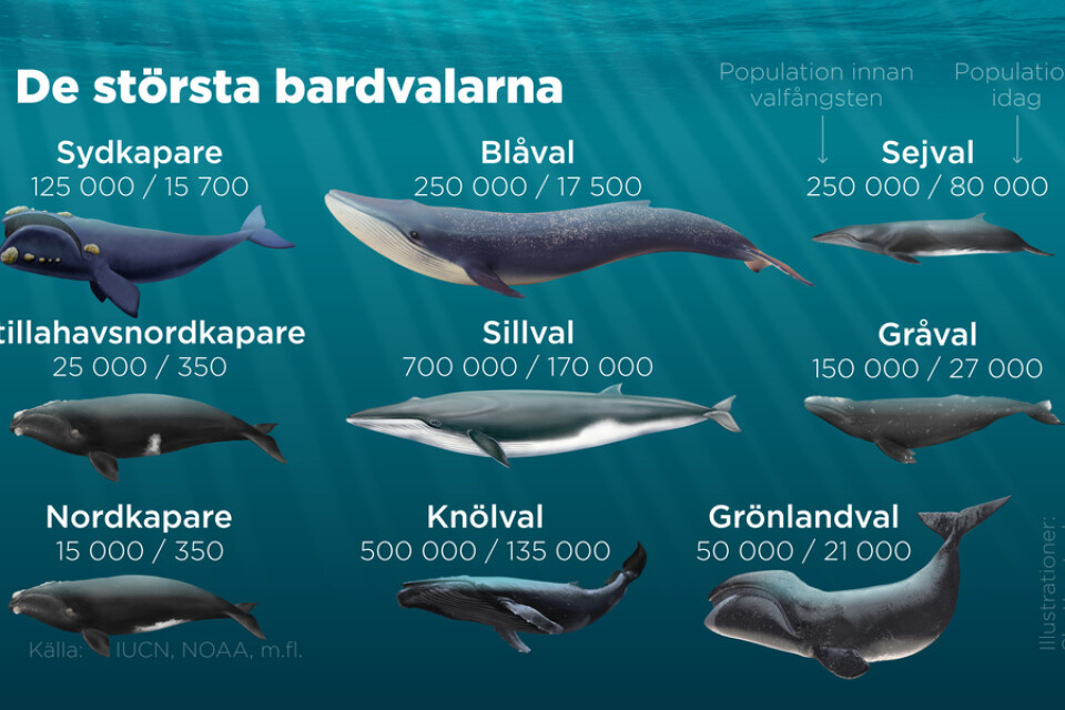 De största bardvalarnas populationer före den storskaliga valjakten under 1900-talet samt populationerna i dag.