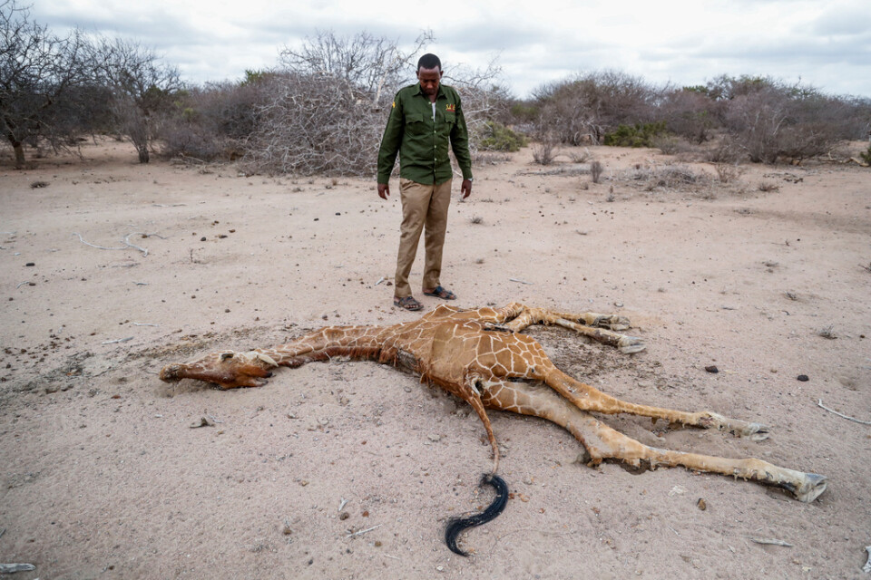 Viltvårdaren Mohamed Mohamud i Sabuli naturreservat i Kenya vid en död giraff den 25 oktober.