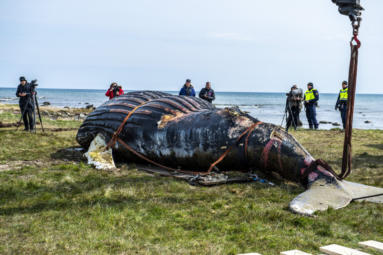ÖLAND: Historisk knölval och tumlare undersökta
