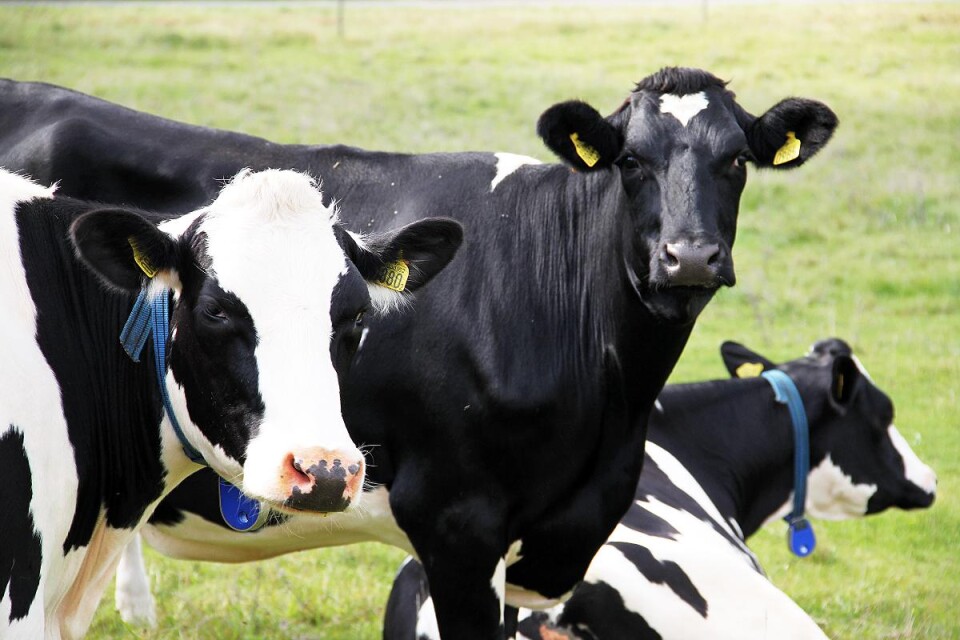 ”Förra året var 7 procent av alla kor och får i Kalmar län godkända enligt KRAV”.