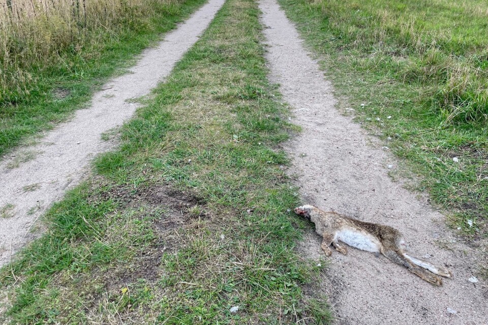 En kanin dog mitt framför ögonen på Joacim Österstams sambo.