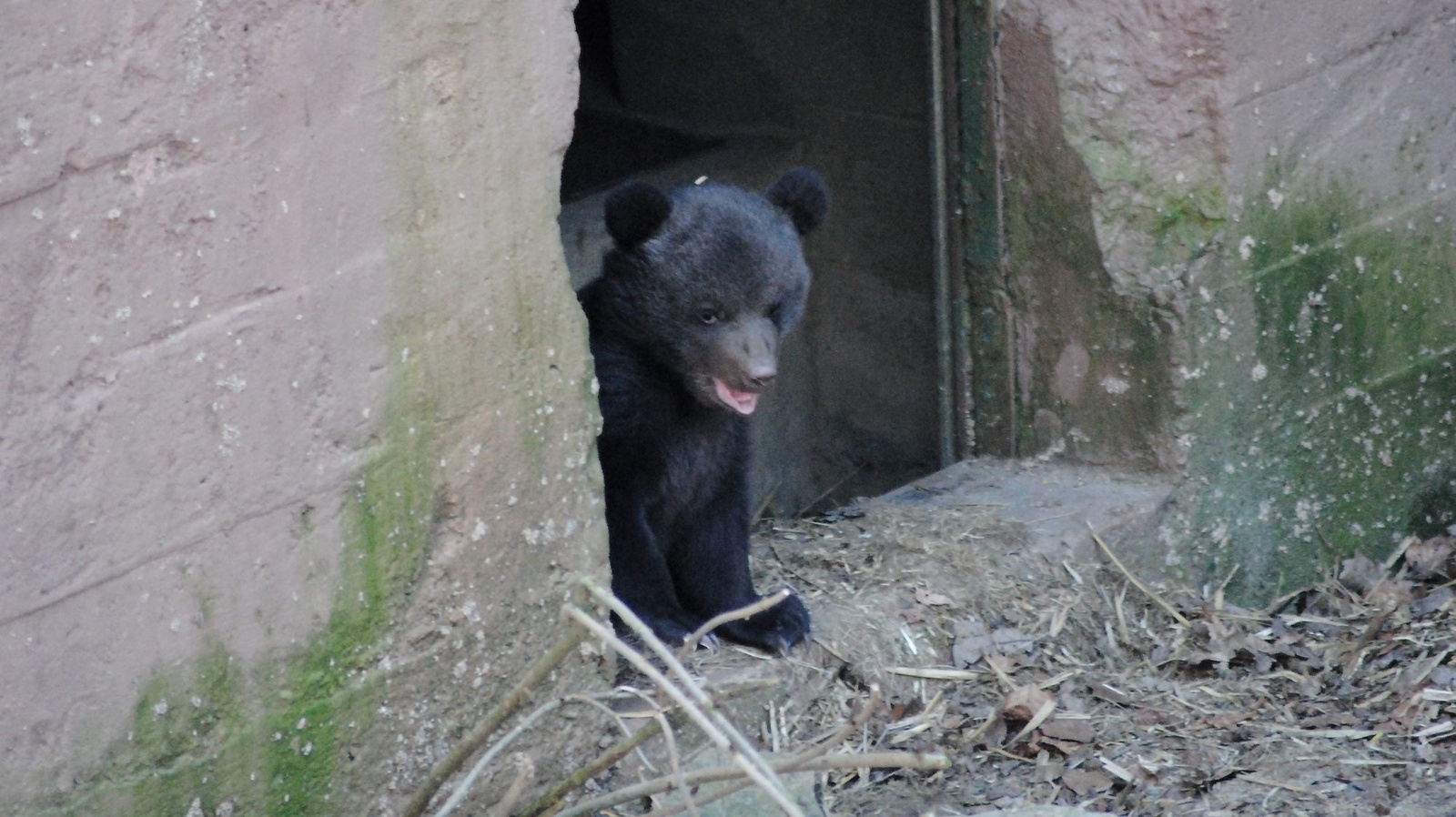 Så här såg det ut när en av de nya björnungarna på Skånes djurpark tittade ut från sitt ide för några dagar sedan. 					              Foto: Skånes djurpark
