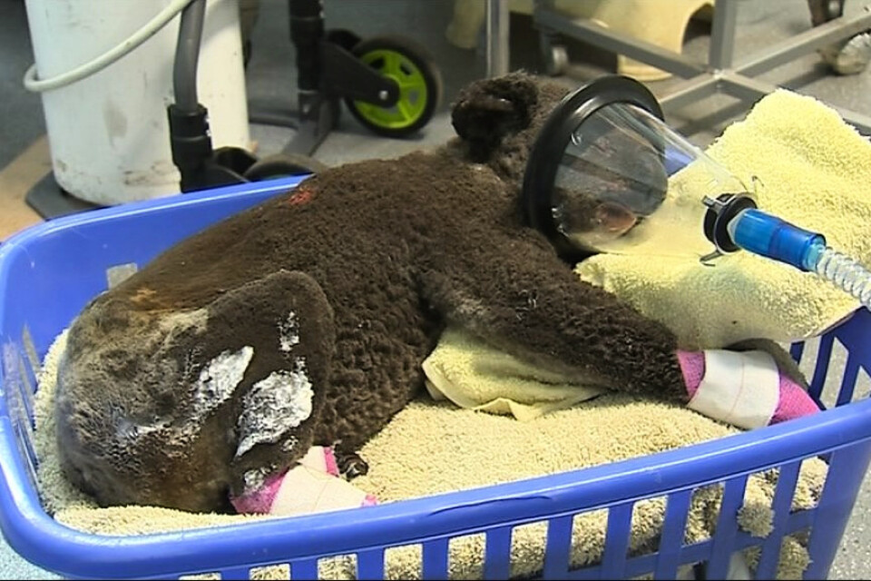 Koalan Peter kom till koalasjukhuset med brännskador på stora delar av kroppen.