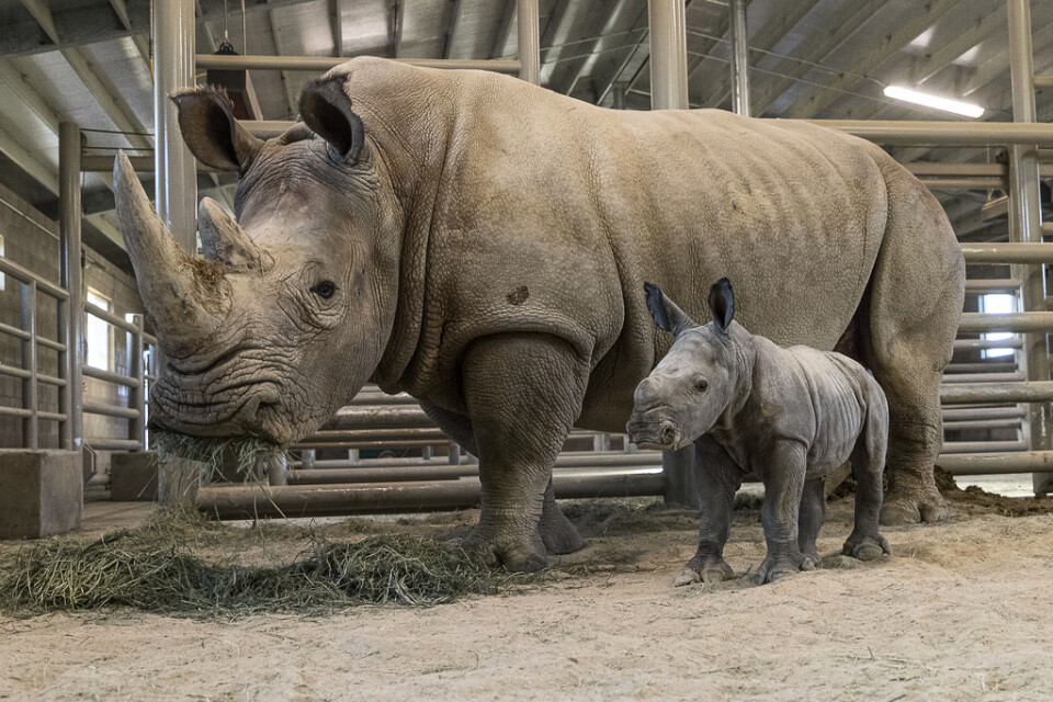 21 november i år föddes en sydlig vit noshörning i en djurpark i San Diego efter en inseminering. Arkivbild.