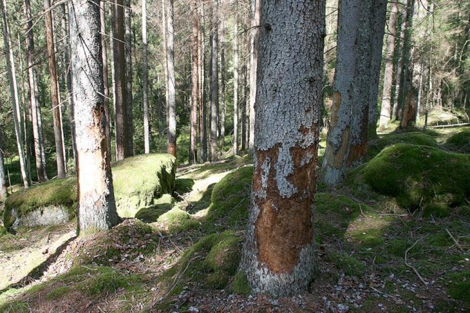 På vissa platser har många träd angripits av granbarkborren.