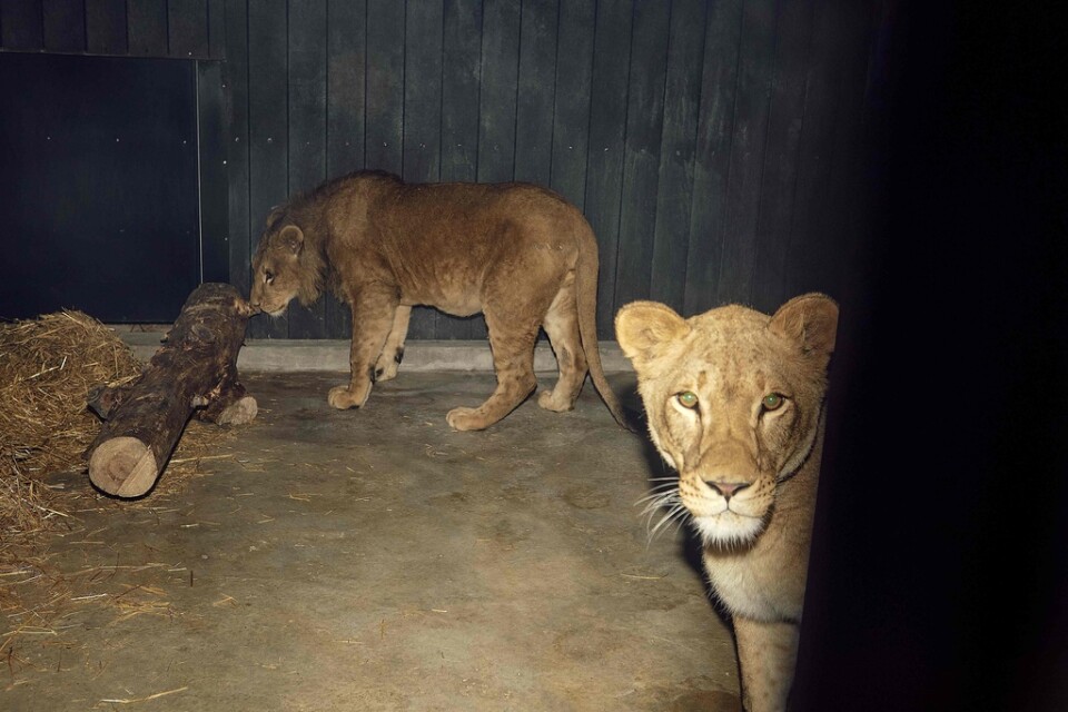 Två av lejonen som har fått nytt hem i Spanien.