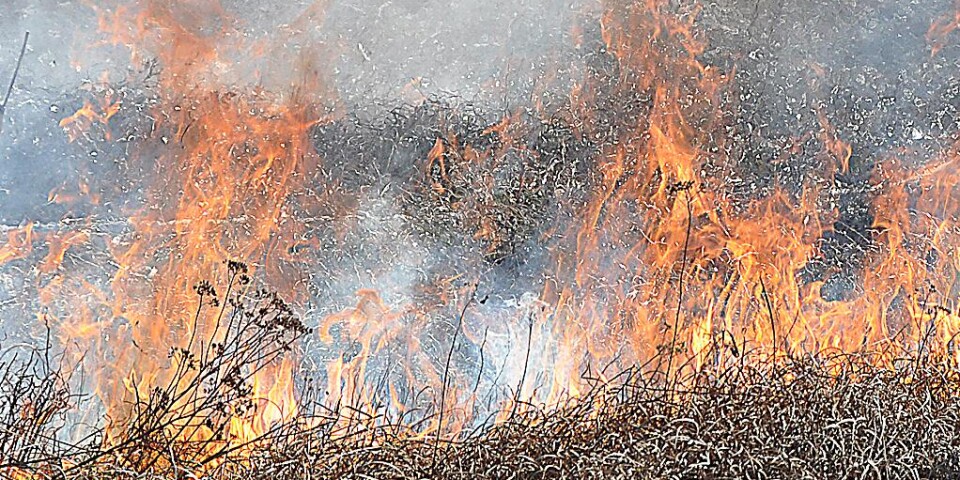 En gräsbrand kostar ”eldaren” drygt 3 000 kronor.