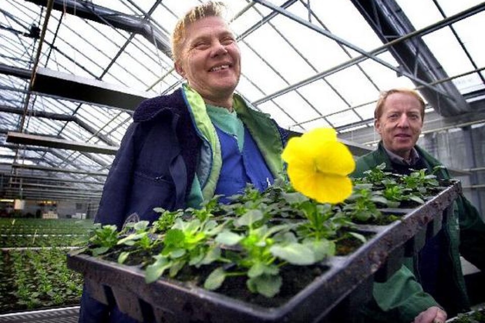 Den som tjuvstartar, som denna lilla gula vårfröjd, får inte vara med. Anita Larsson och Knut Rönnerstål ser till så att våren i Kristianstad kommer med blomprakt. BILD: TOMMY SVENSSON