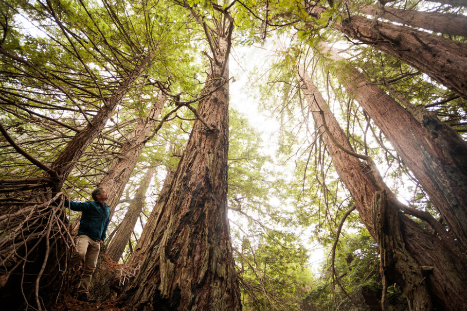 En grupp med redwood-älskare vill köpa upp ett område längs med Lost Coast i norra Kalifornien, för att bevara skogen.
