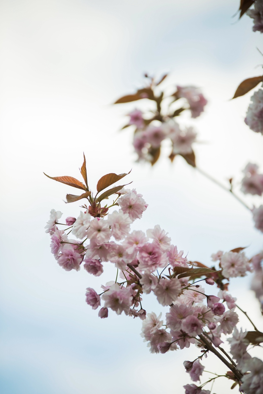 Körsbärsträdet står i blom i Åparken i Tyringe