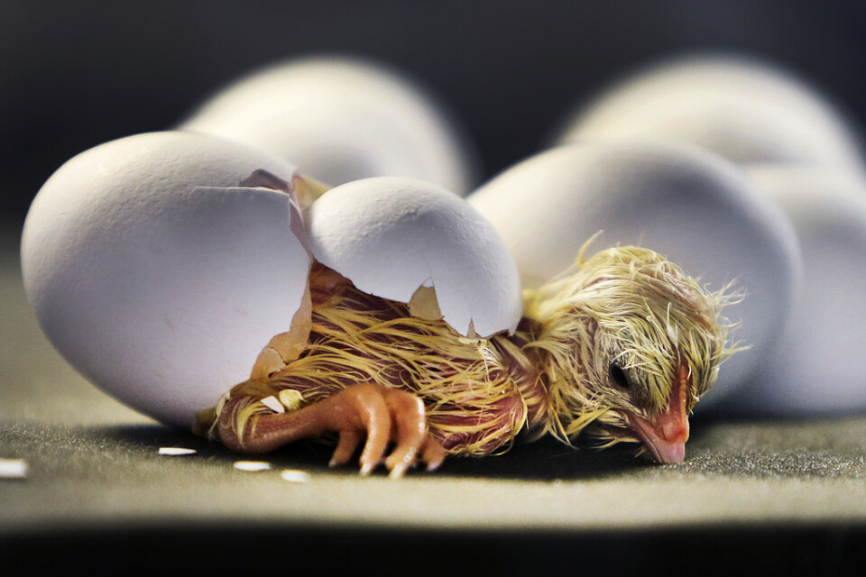 Kycklingar i Blekinge har drabbats av salmonella. Arkivbild.