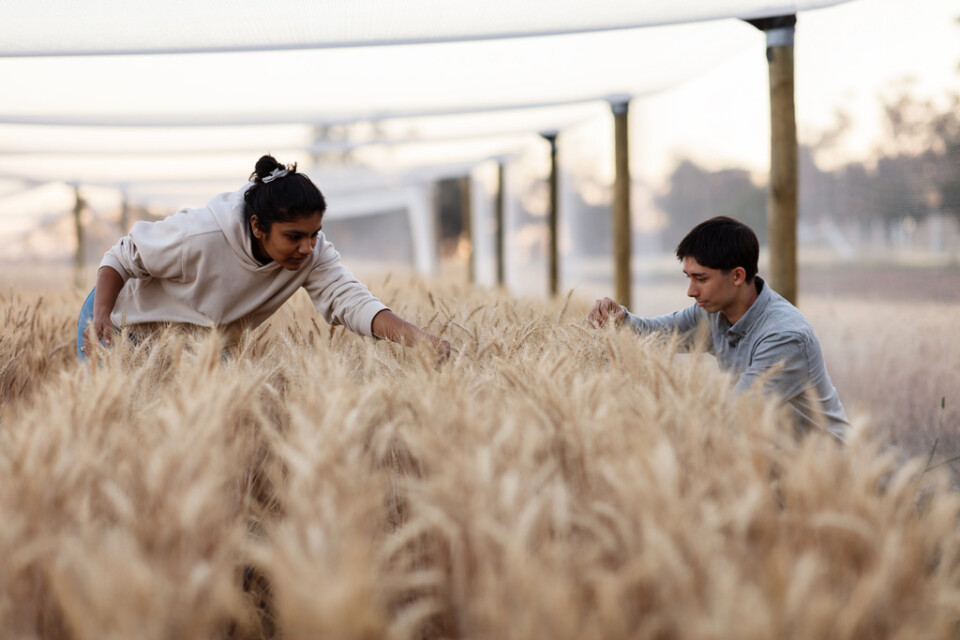 Studenterna Rucha Patil och Oscar Fung på en åker tillhörande universitetet i Melbourne där det genmodifierade vetet växer.