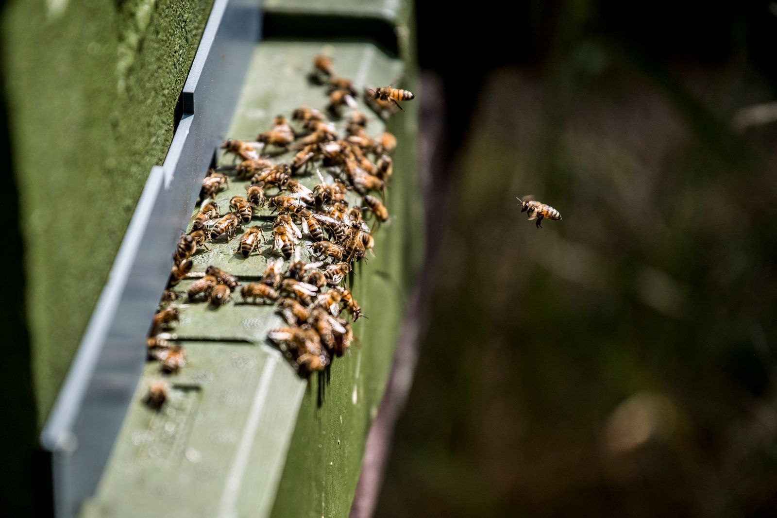 Arbetsbin är på väg in i kupan efter att ha samlat in nektar och pollen.