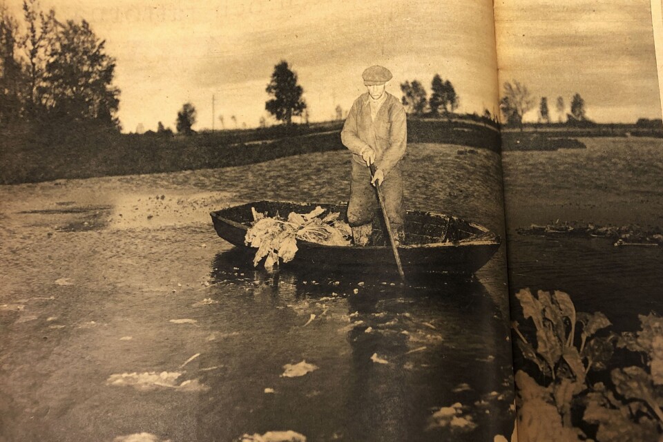 Öländska bonden Erik Johansson i tidningen ”SE”:s artikel om den katastrofala situationen på Öland 1952.