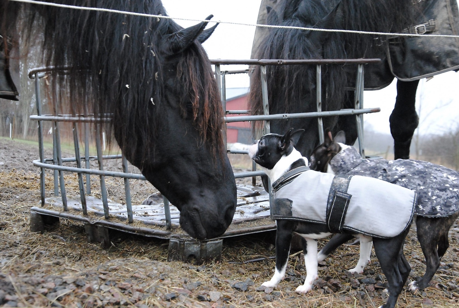 Både hästar och hundar kommer väl överens hos Jessica Andersson.