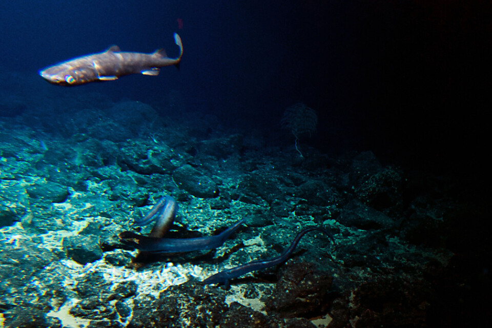 Havsbotten är som mest artrik vid djuphavsbergen där undervattensvulkaner har gjort miljön mer näringsrik. Här syns en djuphavshaj och ålar vid en expedition till den slocknade Cook-vulkanen, omkring 1|000 meter under havsytan utanför Hawaii. Arkivbild.