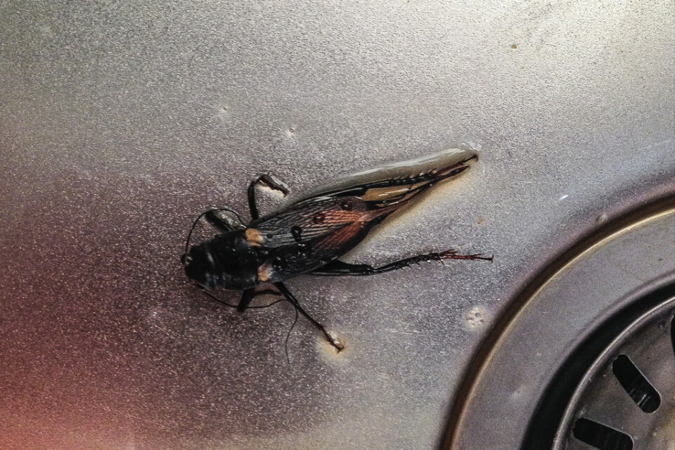 En död kackerlacka i en diskho. Arkivbild.