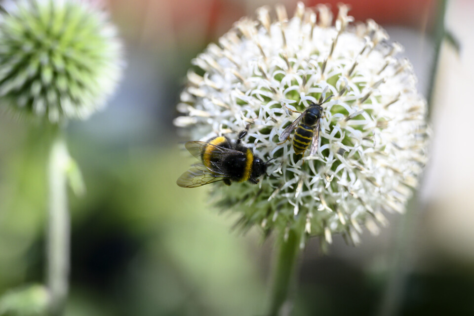 En humla och ett bi på en blomma. Arkivbild.