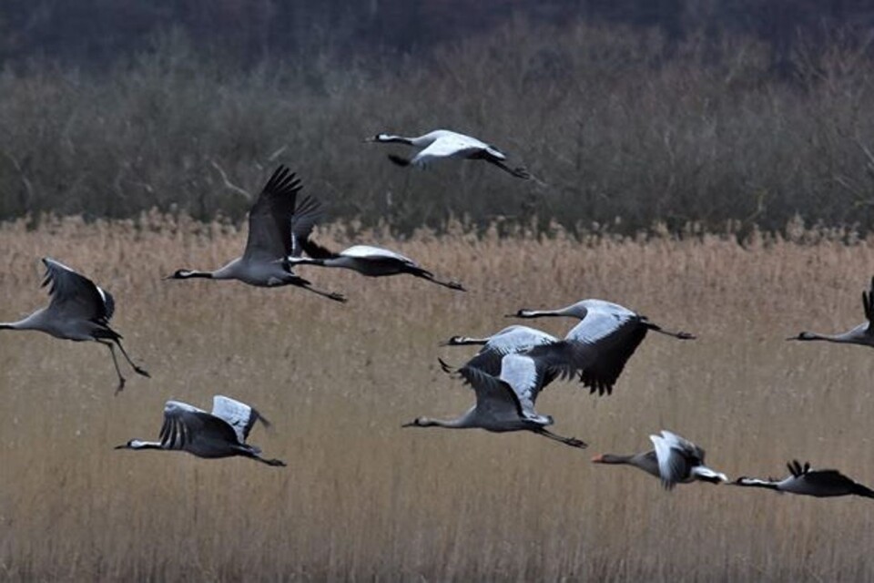The cranes can be seen and heard from a long distance. They fly from Spain to northern Europe to breed.