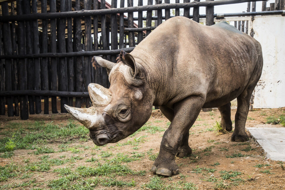 Nio svarta noshörningar har placerats i Serengetiparken i Tanzania. Arkivbild.