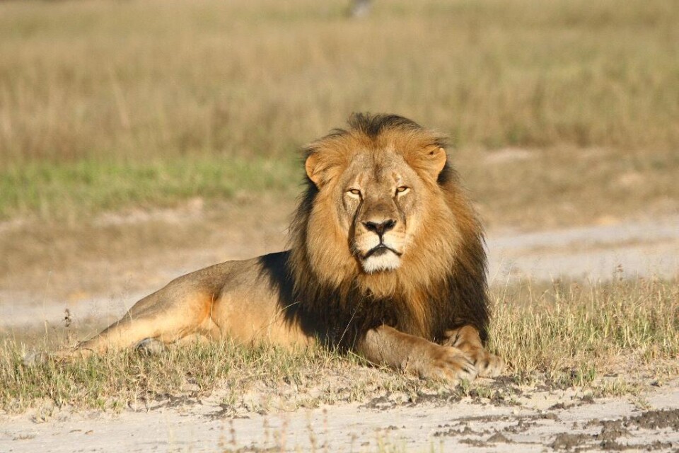 Myndigheter i USA kommer att utreda dödandet av lejonet Cecil i Zimbabwe. Den amerikanske tandläkaren och troféjägaren Walter Palmer dödade lejonet efter att det lockats ut ur en nationalpark. Två zimbabwier som hjälpte Palmer att döda lejonet riskerar